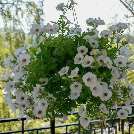 Siedlinghausen Daire